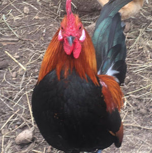 Meet your Posher, Aj